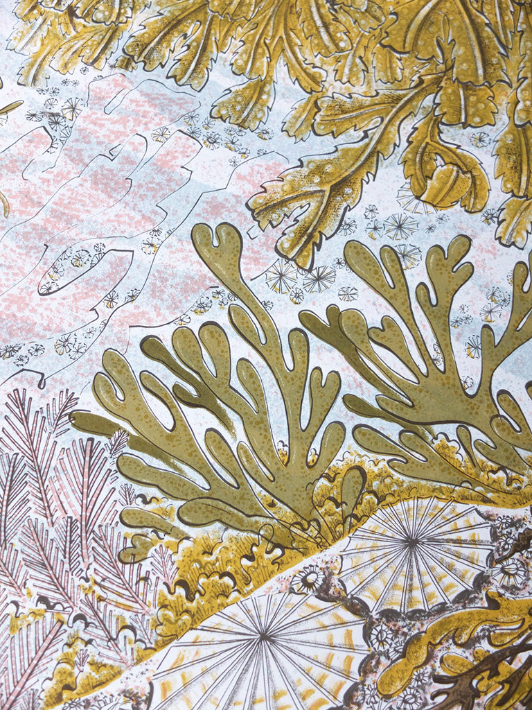 Rockpool - Angie Lewin - St. Jude's Prints
