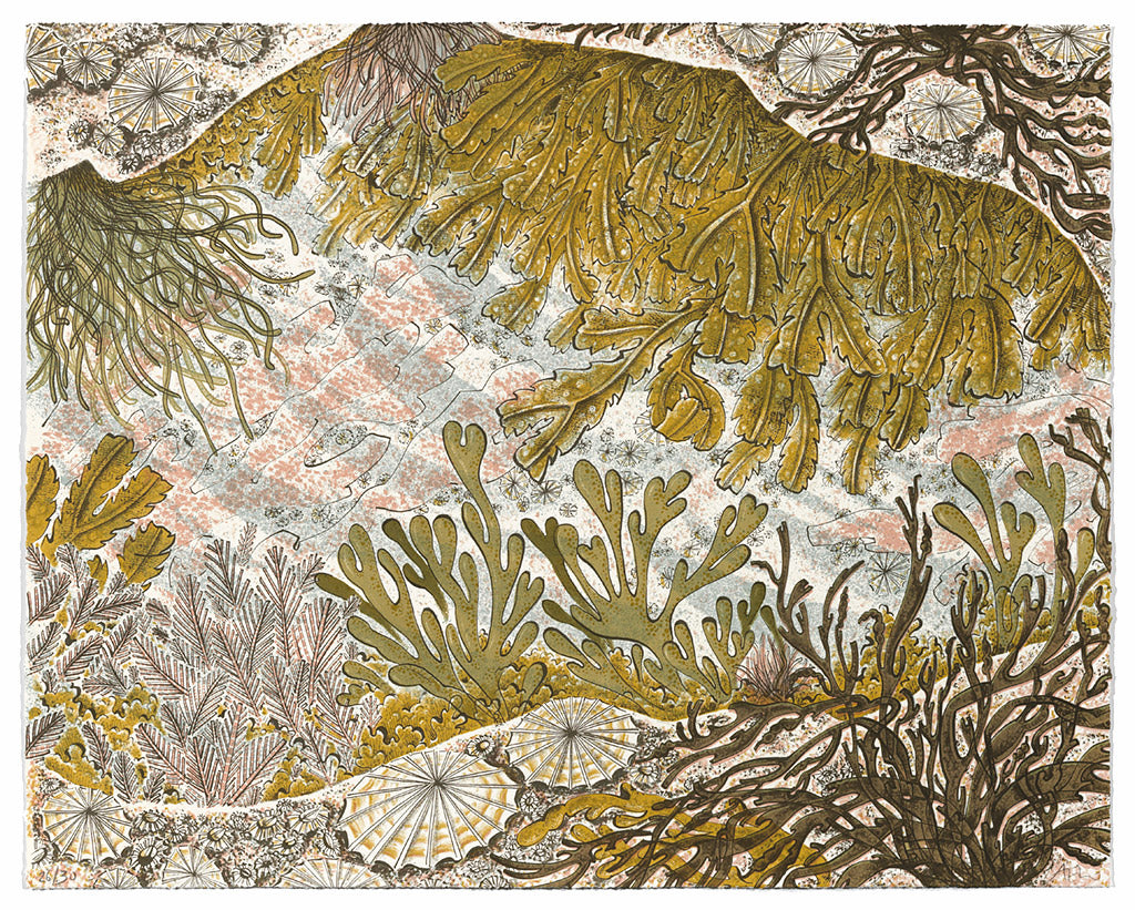 Rockpool - Angie Lewin - St. Jude's Prints