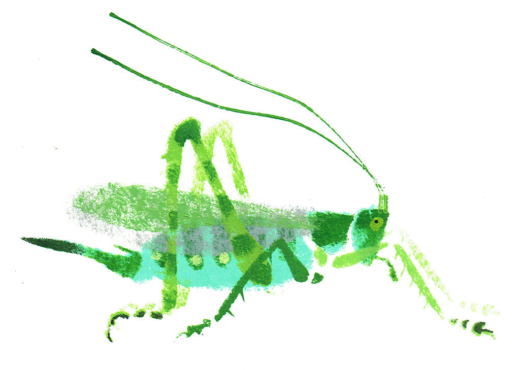 Great Green Bush Cricket - Mick Manning - St. Jude's Prints